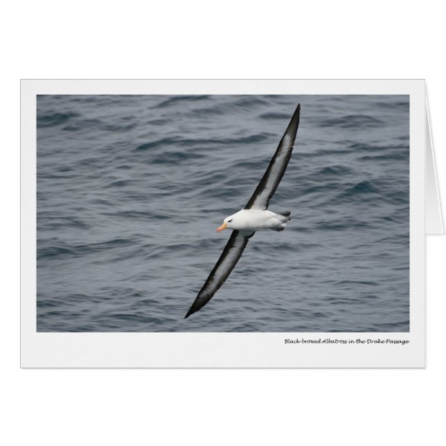 albatros Negro-cejudo en el paso de Drake (Anverso (Horizontal))