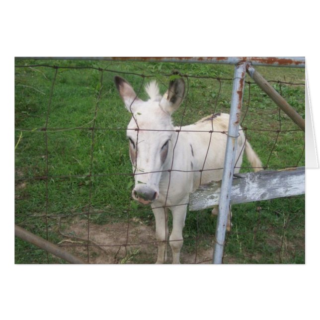 Albino Donkey (Anverso (Horizontal))