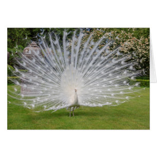 Albino Peacock Muestra Fethers