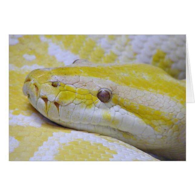 Albino python (Anverso (Horizontal))