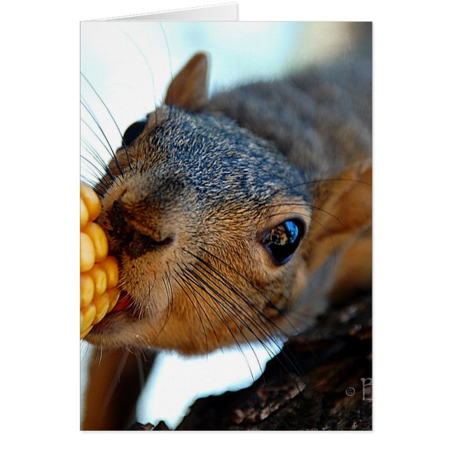 Alcance de ardillas (Frente)