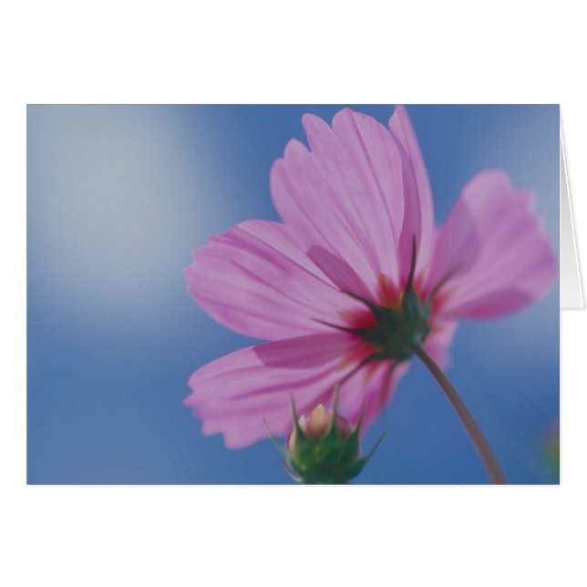 Alcanzar el sol (Anverso (Horizontal))