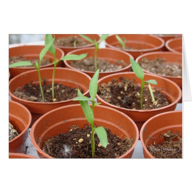 Alcanzar el sol (Anverso (Horizontal))