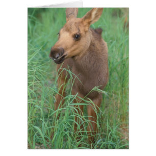 alce, Alces alces, ternero recién nacido se pone d