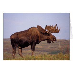 alce, Alces alces, toro con grandes cuernos