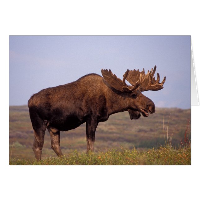 alce, Alces alces, toro con grandes cuernos (Anverso (Horizontal))