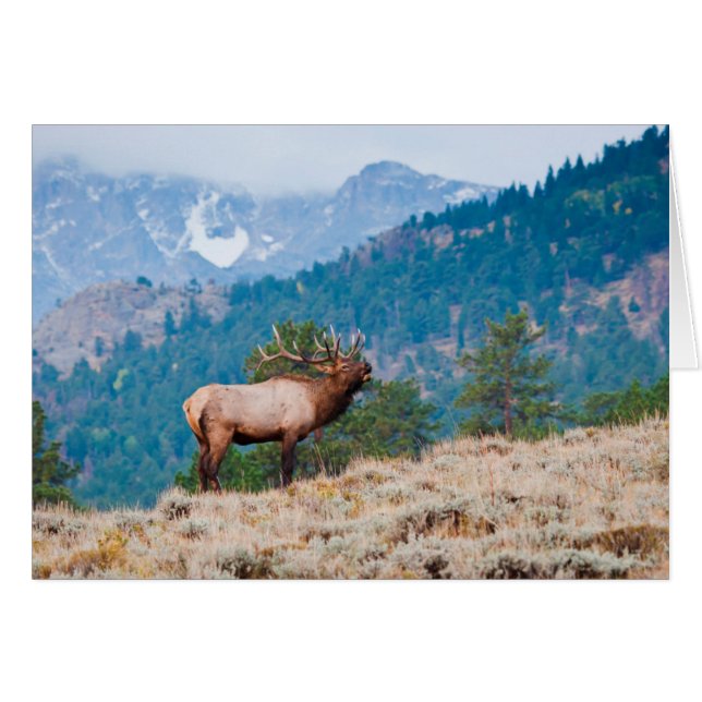 Alce (Cervus Elephus) Toro Bugling (Anverso (Horizontal))