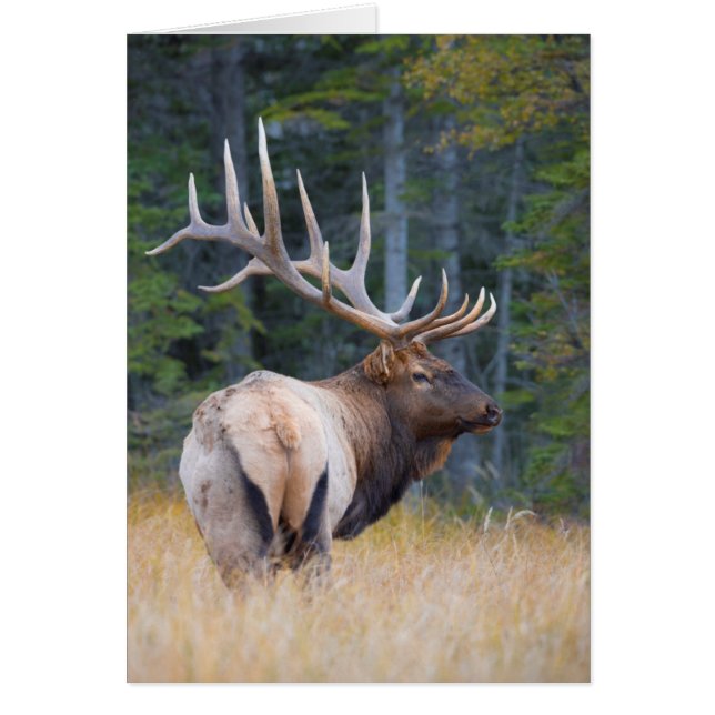 Alce macho de las Montañas Rocosas (Frente)