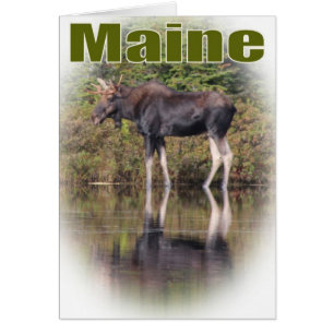 Alces de Maine