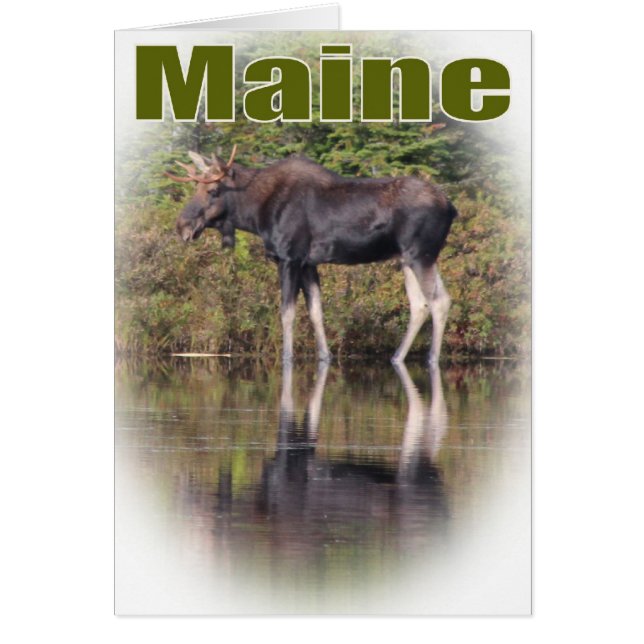 Alces de Maine (Frente)