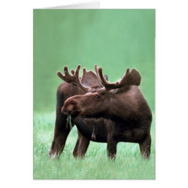 Alces en el parque nacional de Yellowstone