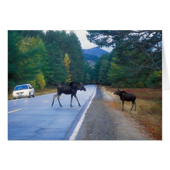 Alces que cruzan la carretera de Kancamagus (Anverso (Horizontal))