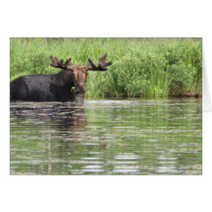 Alces septentrionales de Maine