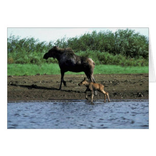 Alces y becerro