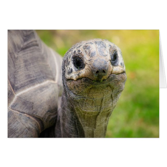 Aldabra tortoise (Anverso (Horizontal))