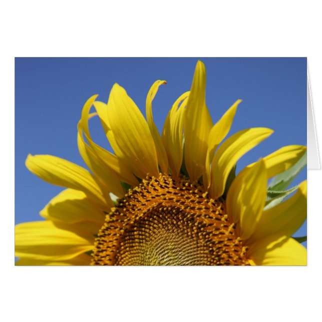 Alegre (Anverso (Horizontal))