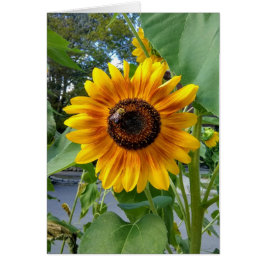 Alegre girasol amarillo con tarjeta Bee Blank