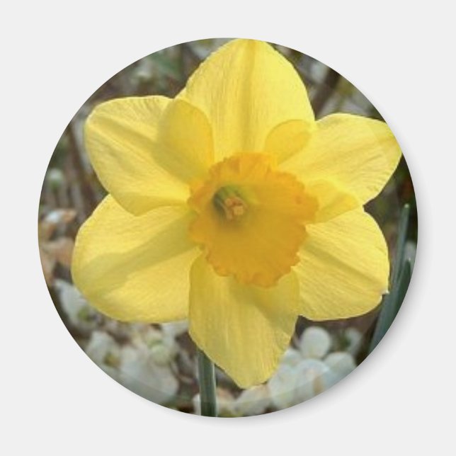 Alegre imán Daffodil (Frente)
