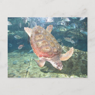 Alegre postal de tortuga