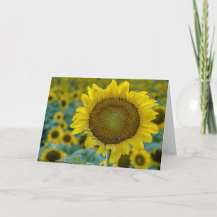 Alegres girasoles