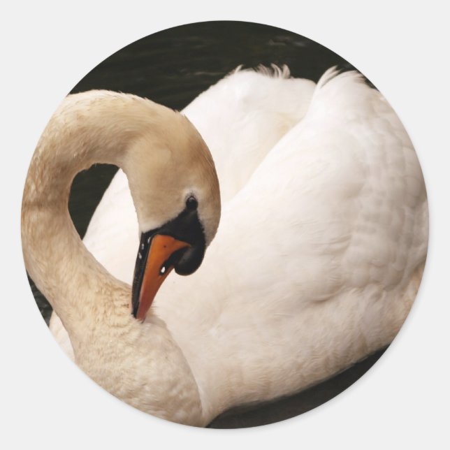Alegres Pegatinas de cisne (Anverso)