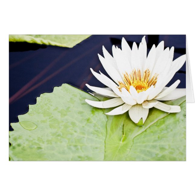 Alegría (Anverso (Horizontal))