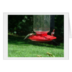 Alegría de los colibríes