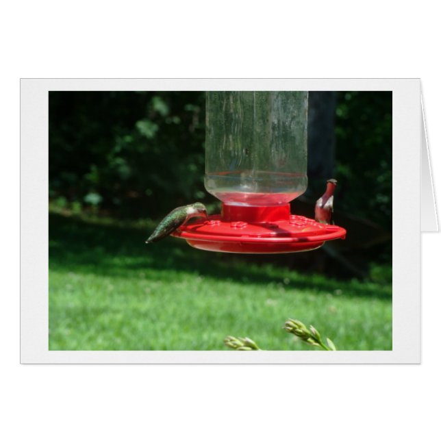 Alegría de los colibríes (Anverso (Horizontal))