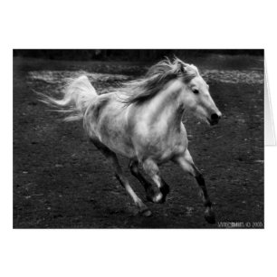 Alegría libre de la gama de Sande Elkins