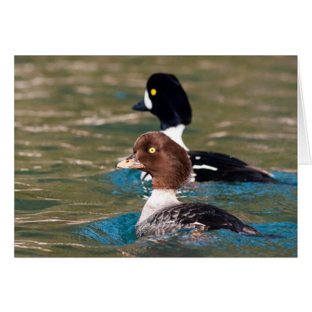 Alert Goldeneye (Anverso (Horizontal))