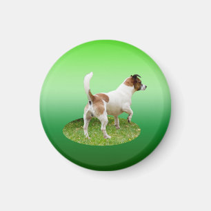 Alerta de Fox Terrier en miniatura, imán frigorífi