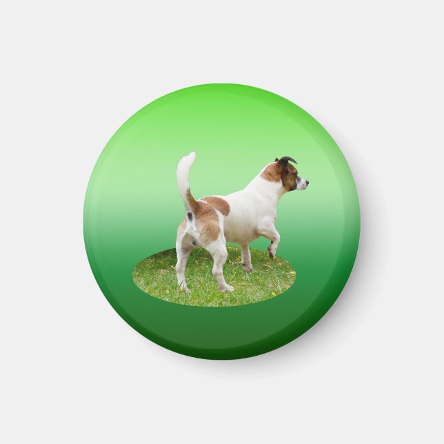 Alerta de Fox Terrier en miniatura, imán frigorífi (Frente)