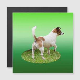 Alerta de Fox Terrier en miniatura, tarjeta magnét
