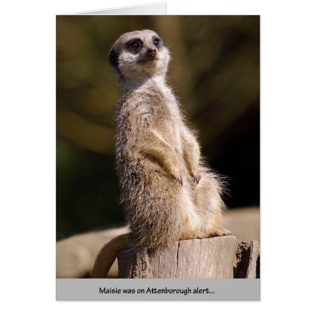 Alerta de Meerkat Attenborough (Frente)