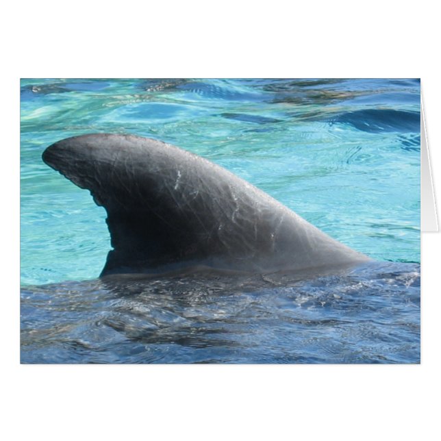 Aleta de la muñeca - serie de TBD (Anverso (Horizontal))