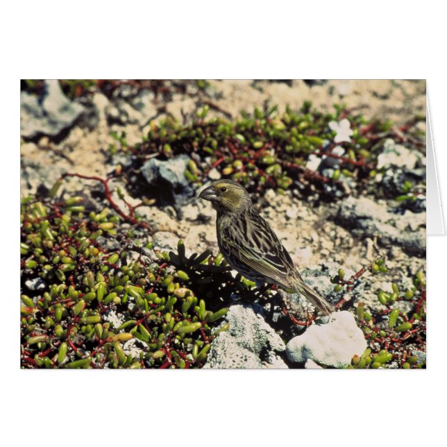 Aleta de Laysan (Anverso (Horizontal))