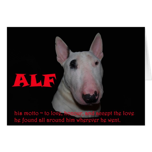 ALF aceptando el amor (Anverso (Horizontal))