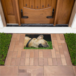 Alfombra de perro para hogar