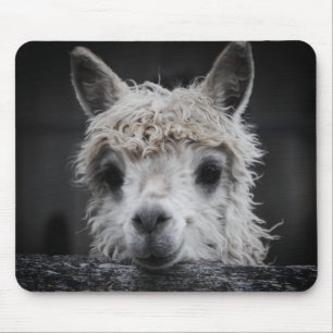 Alfombra de ratón de alpaca curiosa