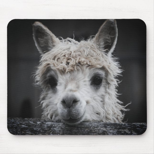 Alfombra de ratón de alpaca curiosa (Frente)