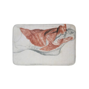 Alfombrilla De Baño Anatomía humana; Músculos del torso y del hombro