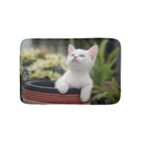 Gatito blanco turco