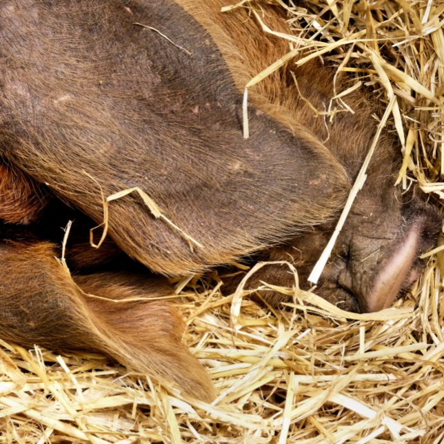ALFOMBRILLA DE BAÑO PIG (This very cute pig is sound asleep in their straw bed.)