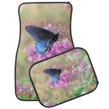 Pipevine Swallowtail on Butterfly Bush