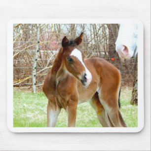 ALFOMBRILLA DE RATÓN 2 CUTE HORSE FOAL BABY PONY
