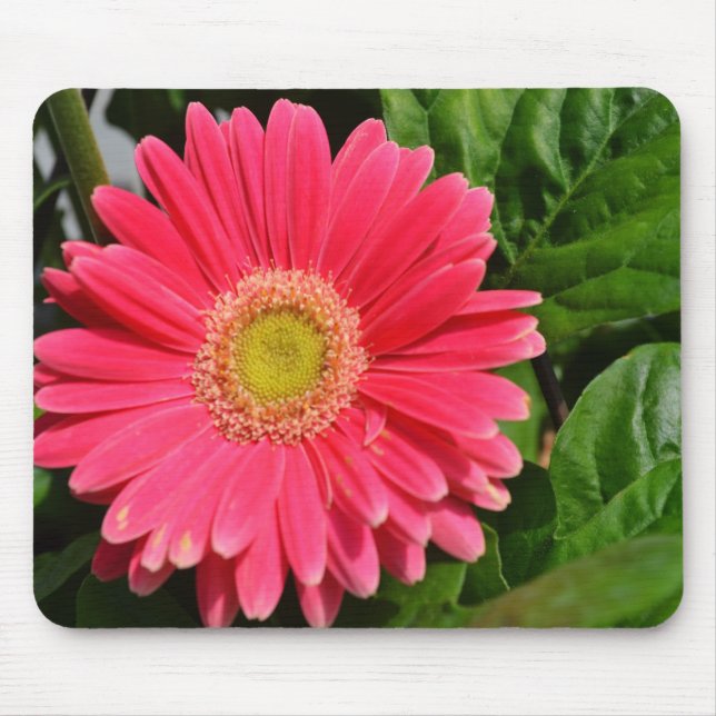 Alfombrilla De Ratón 365flower Gerbera Daisies (Frente)