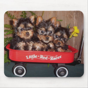 Alfombrilla De Ratón 3 perritos de Terrier sedoso