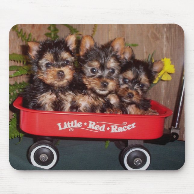 Alfombrilla De Ratón 3 perritos de Terrier sedoso (Frente)
