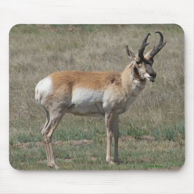 Alfombrilla De Ratón A15 Pronghorn Antelope Rude Buck (Frente)