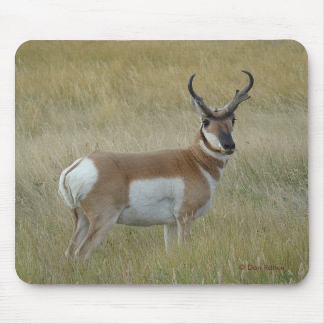 Alfombrilla De Ratón A1 Pronghorn Antelope Big Buck (Frente)